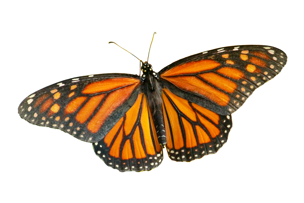 Monarch Butterfly